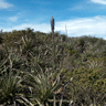 Puya chilensis