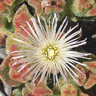 Mesembryanthemum crystallinum