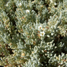 Nolana glauca