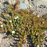 Carpobrotus edulis