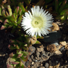 Carpobrotus edulis