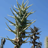 Puya berteroniana
