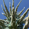 Puya berteroniana
