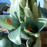 Puya berteroniana
