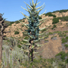 Puya berteroniana