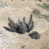 Echinopsis Deserticola