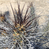 Echinopsis Deserticola