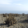 Echinopsis Deserticola