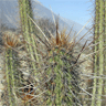 Echinopsis Deserticola