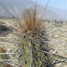 Echinopsis Deserticola