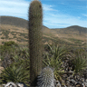 Echinopsis chiloensis ssp litoralis
