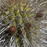Echinopsis chiloensis ssp litoralis