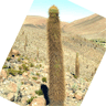 Echinopsis atacamensis