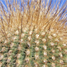 Echinopsis atacamensis