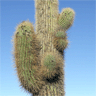 Echinopsis atacamensis