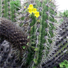 Echinopsis chiloensis ssp litoralis