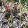 Austrocactus spiniflorus