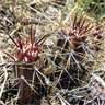Austrocactus spiniflorus