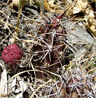 Austrocactus spiniflorus