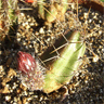 Austrocactus spiniflorus