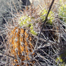 Haageocereus fascicularis