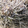 Echinopsis (Lobivia) ferox