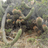 Echinopsis bolligeriana