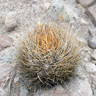 Echinopsis (Lobivia) ferox