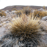 Echinopsis (Lobivia) ferox