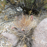 Echinopsis (Lobivia) ferox