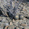 Copiapoa calderana ssp calderana