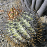 Copiapoa calderana ssp calderana
