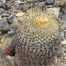 Copiapoa cinerea columna alba
