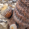 Copiapoa cinerea columna alba