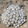 Copiapoa cinerea dealbata fma del interior