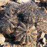 Copiapoa echinoide