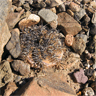 Copiapoa echinoide