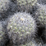 Copiapoa cinerascens
