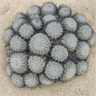 Copiapoa cinerascens