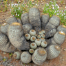 Copiapoa cinerea haseltoniana