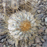 Copiapoa cinerea cinerea