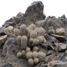 Copiapoa cinerea cinerea