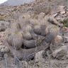 Copiapoa cinerea cinerea