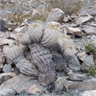 Copiapoa cinerea cinerea