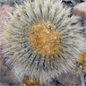 Copiapoa cinerea cinerea