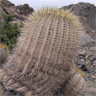 Copiapoa cinerea cinerea