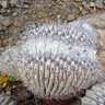Copiapoa cinerea haseltoniana