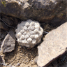 Copiapoa humilis ssp humilis