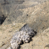 Copiapoa humilis ssp humilis