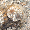 Copiapoa cinerea ahremephiana